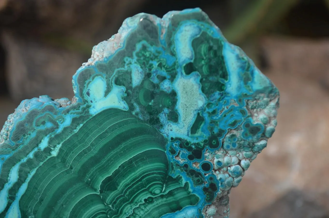 Polished Flower Banded Malacolla Slices x 5 From Congo