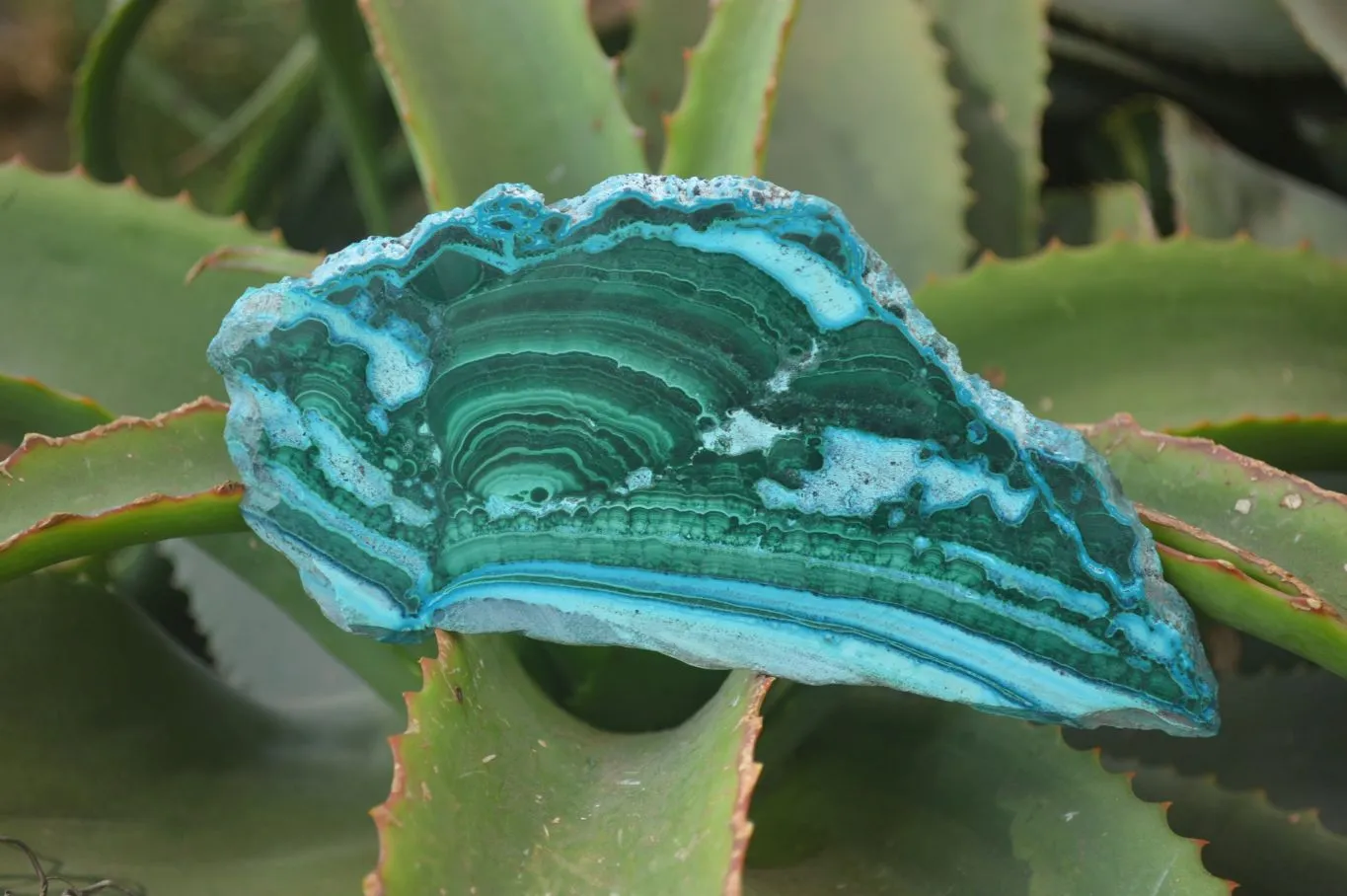 Polished Flower Banded Malacolla Slices x 5 From Congo