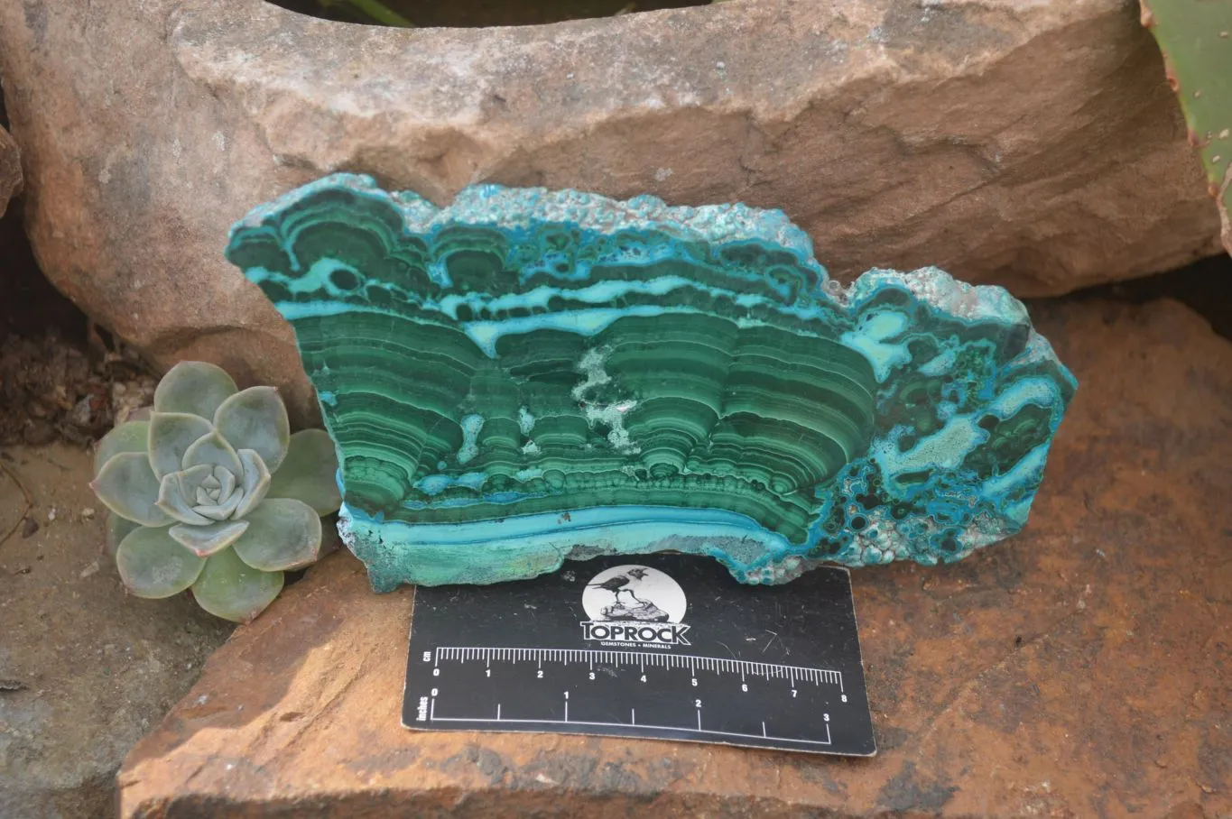 Polished Flower Banded Malacolla Slices x 5 From Congo