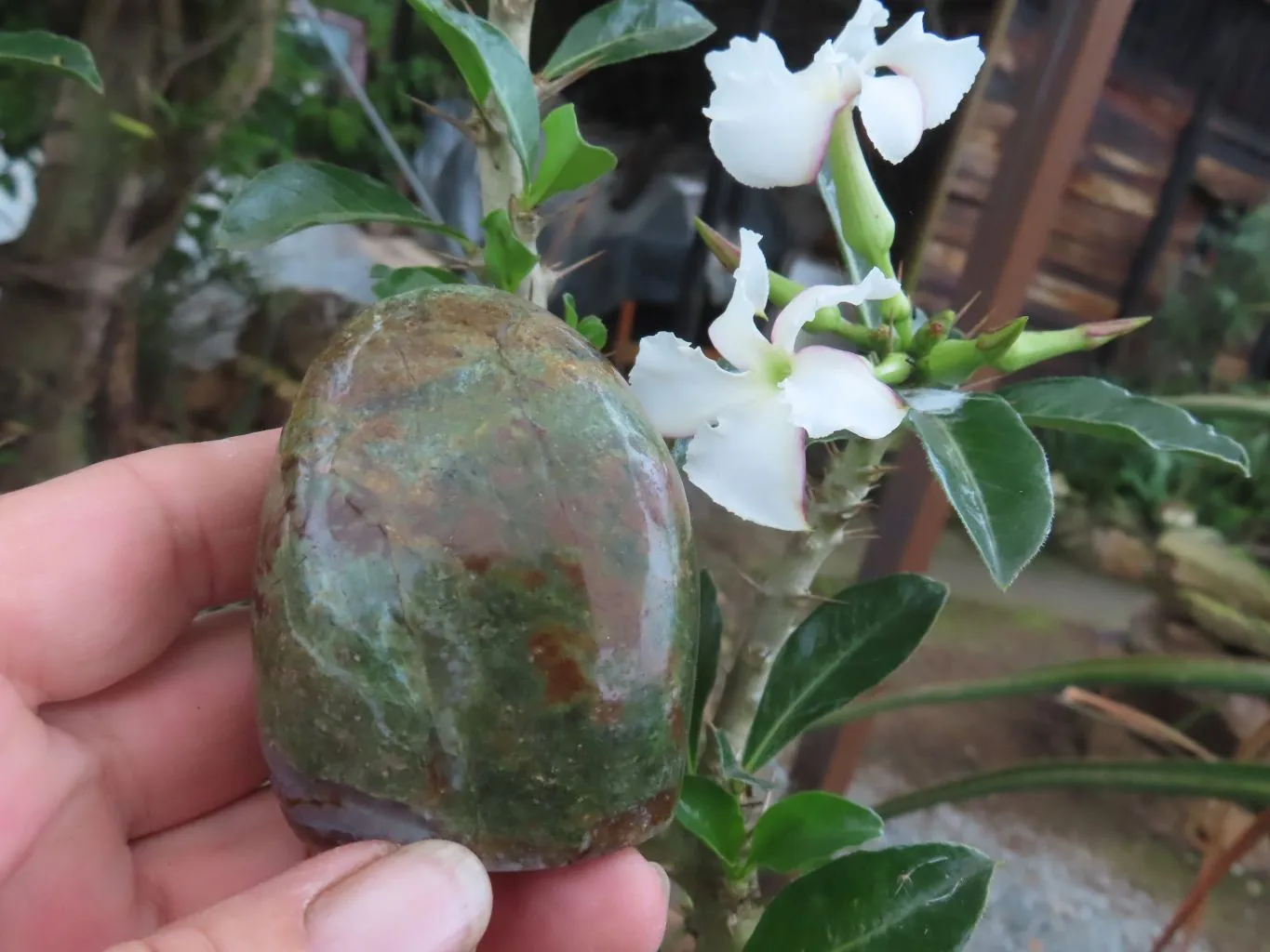 Polished Small Green Chrysoprase Standing Free Forms  x 5 From Madagascar