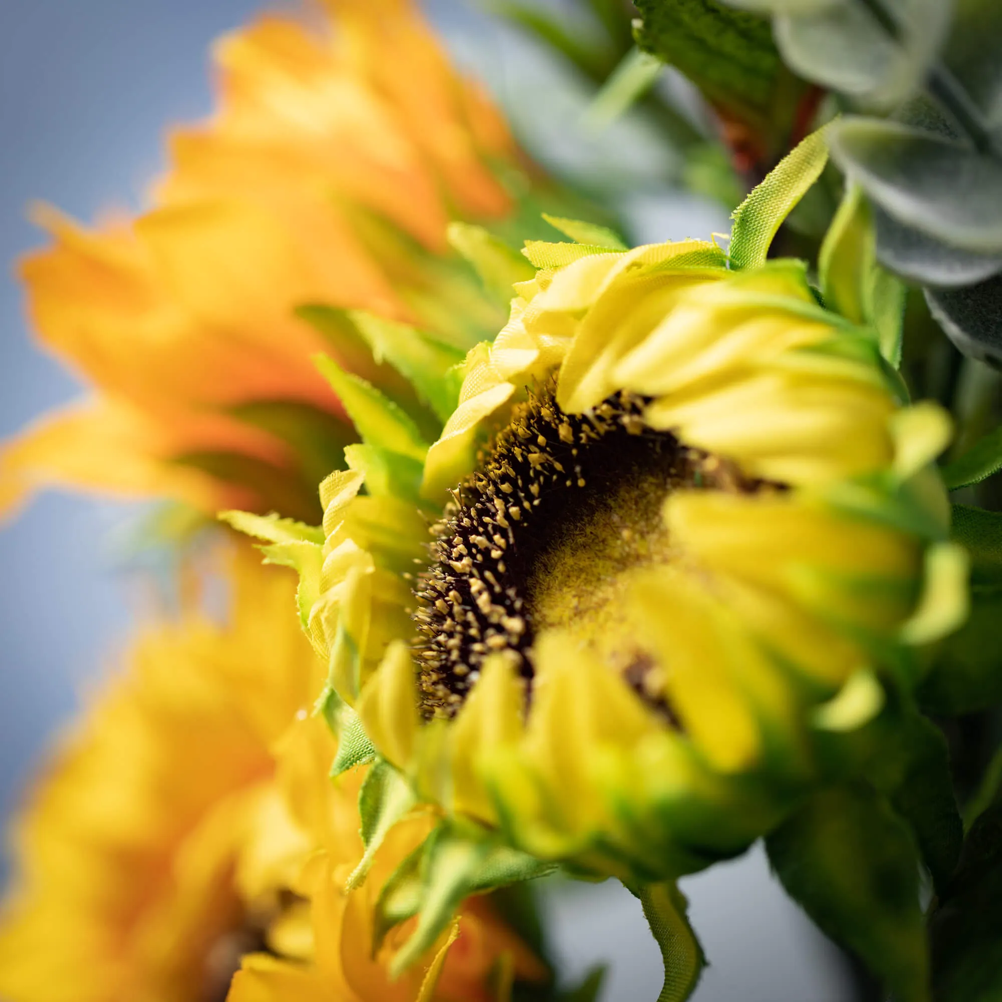 Sunflower Chamomile Bush